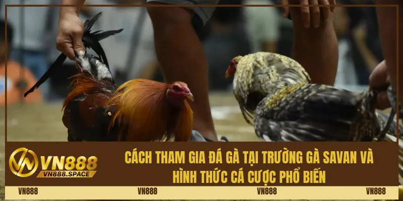 Cách tham gia đá gà tại Trường gà Savan và hình thức cá cược phổ biến