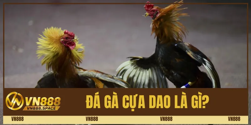 Đá gà cựa dao là gì? 
