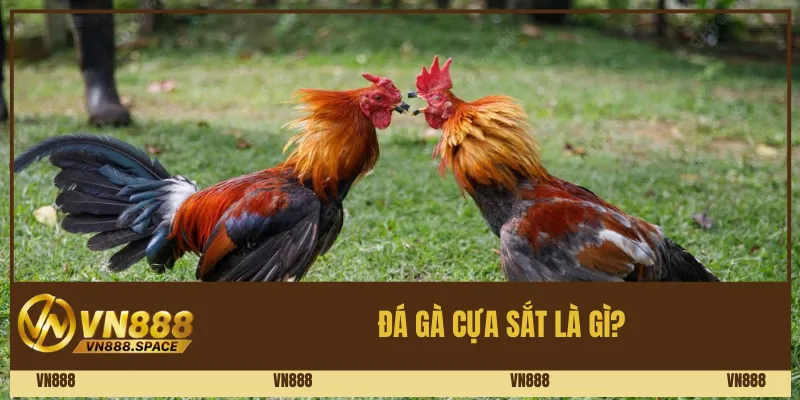 Đá gà cựa sắt là gì? 
