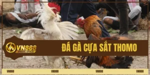 đá gà cựa sắt thomo