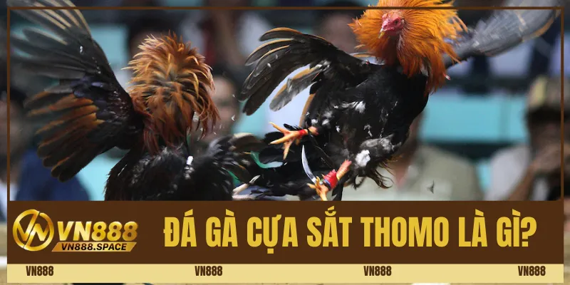 Đá gà cựa sắt Thomo là gì? 