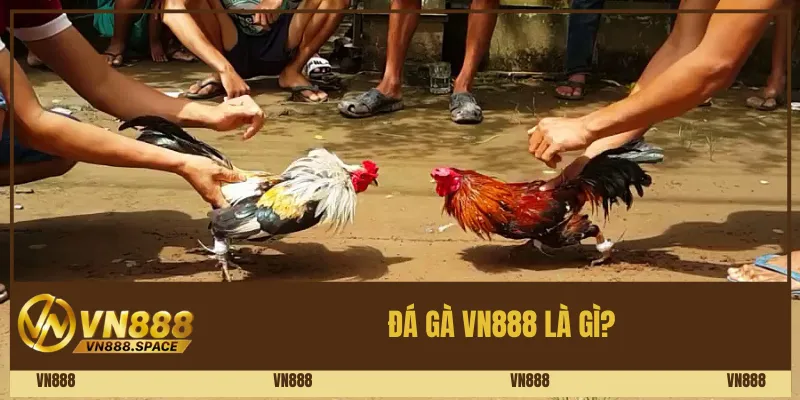 Đá Gà Vn888 Là Gì?