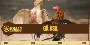 Gà Asil