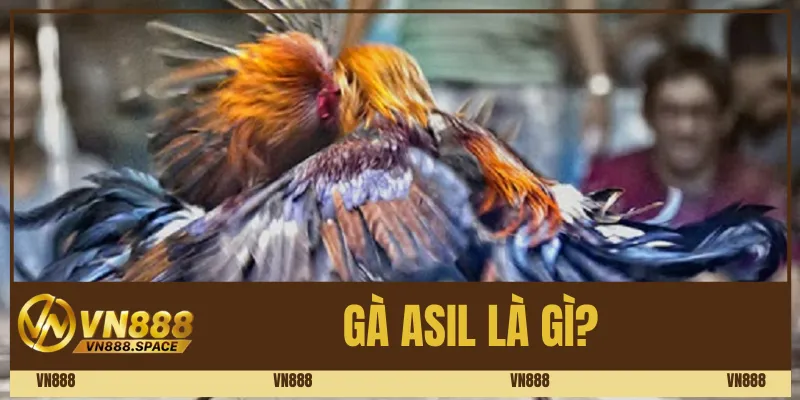Gà Asil là gì? 