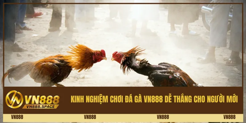 Kinh Nghiệm Chơi Đá Gà Vn888 Dễ Thắng Cho Người Mới
