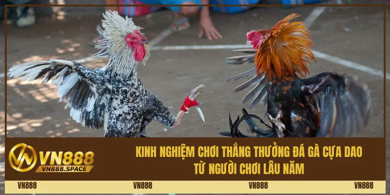 Kinh nghiệm chơi thắng thưởng đá gà cựa dao từ người chơi lâu năm