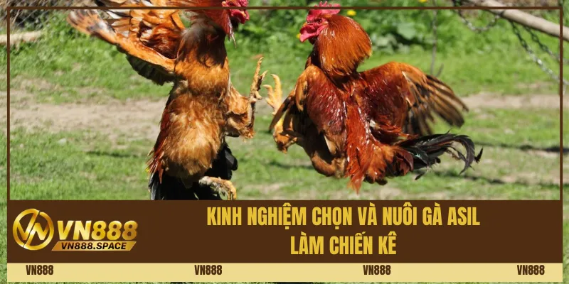 Kinh nghiệm chọn và nuôi Gà Asil làm chiến kê