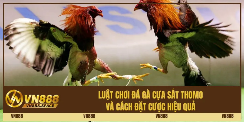 Luật chơi đá gà cựa sắt Thomo và cách đặt cược hiệu quả
