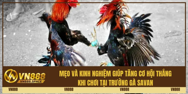 Mẹo và kinh nghiệm giúp tăng cơ hội thắng khi chơi tại Trường gà Savan