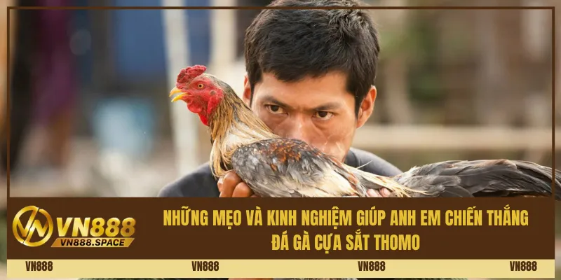 Những mẹo và kinh nghiệm giúp anh em chiến thắng đá gà cựa sắt Thomo