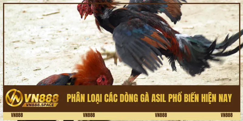 Phân loại các dòng Gà Asil phổ biến hiện nay