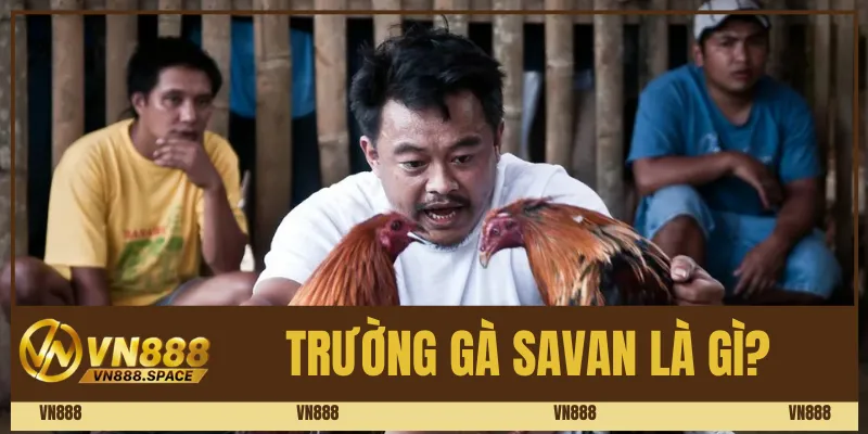 Trường gà Savan là gì?